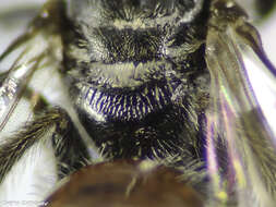 Lasioglossum sphecodimorphum (Vachal 1892)的圖片