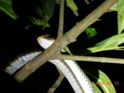 Image of Cantor's rat snake