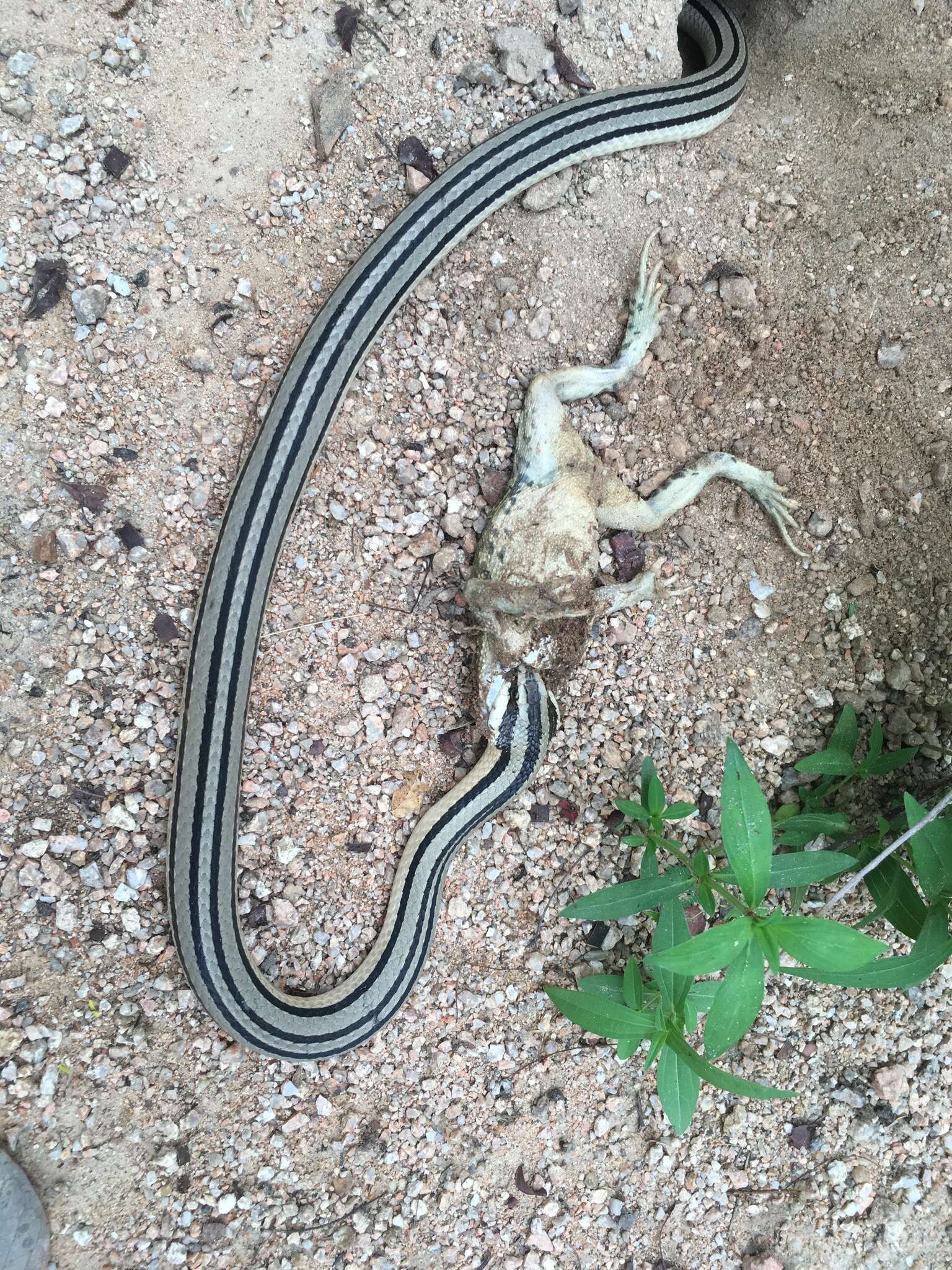 Image of Striped Road Guarder