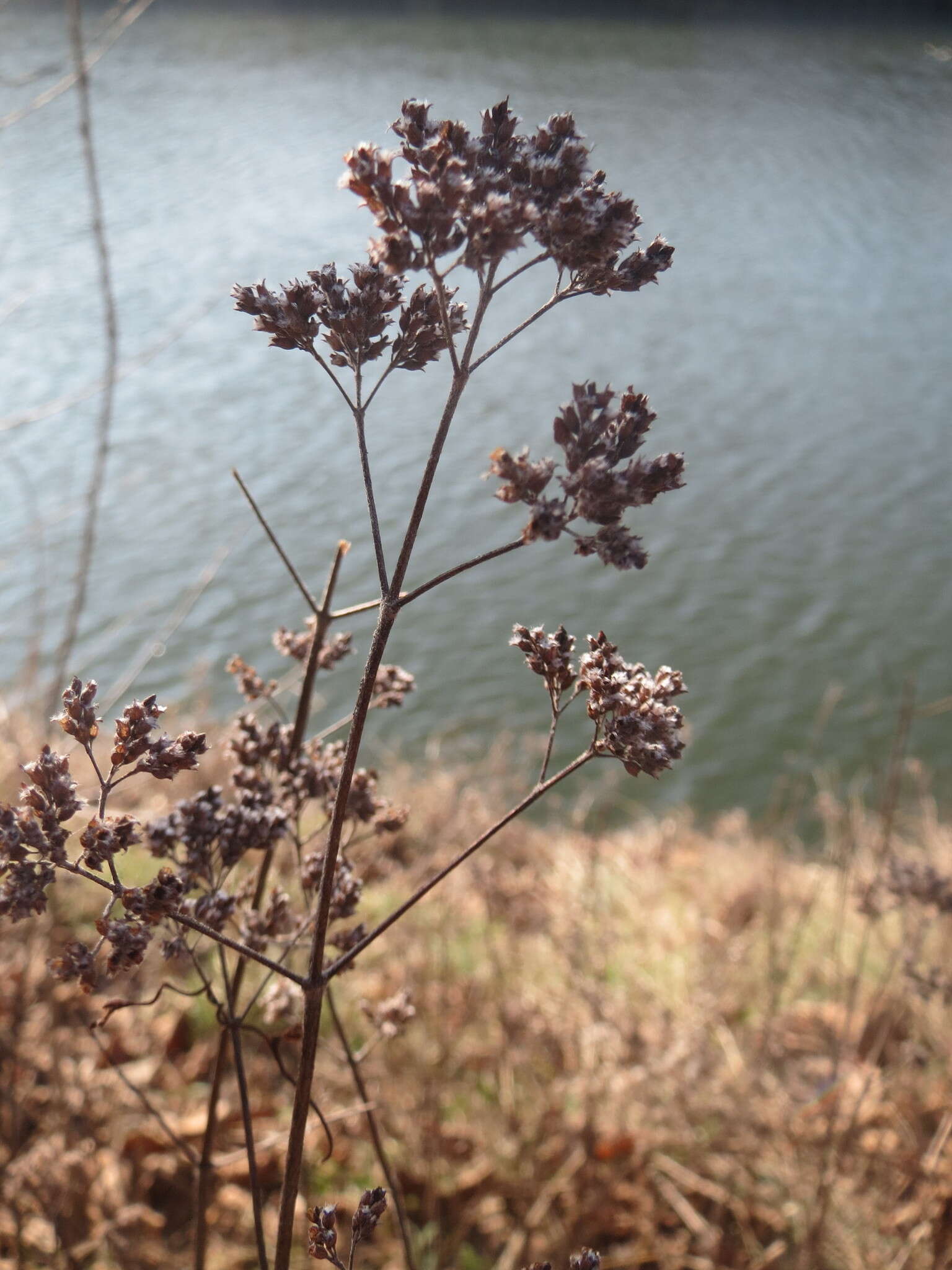 Image of oregano