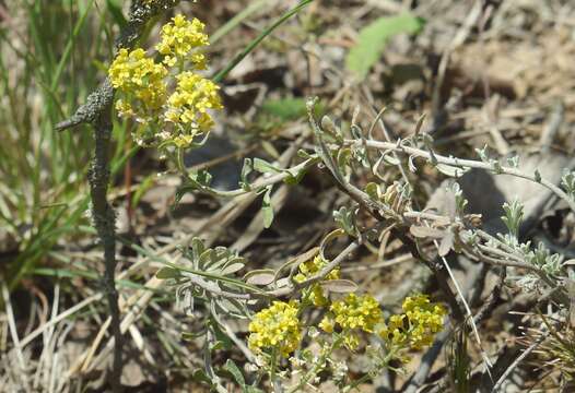 Image of Alyssum tortuosum Waldst. & Kit. ex Willd.