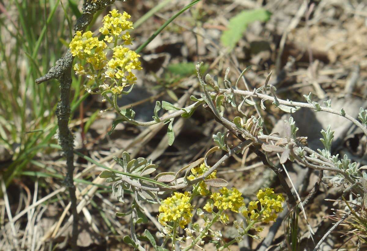 Sivun Alyssum tortuosum Waldst. & Kit. ex Willd. kuva