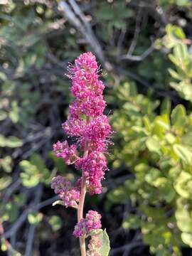 Слика од Spiraea douglasii subsp. douglasii