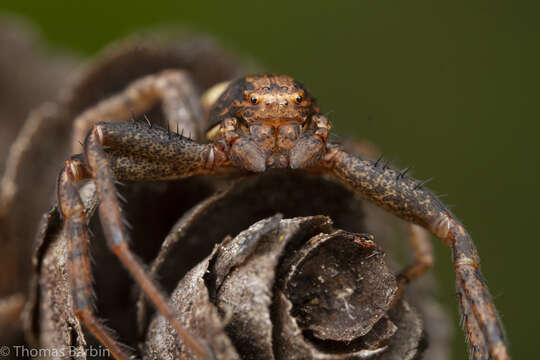 Image of Elegant Crab Spider