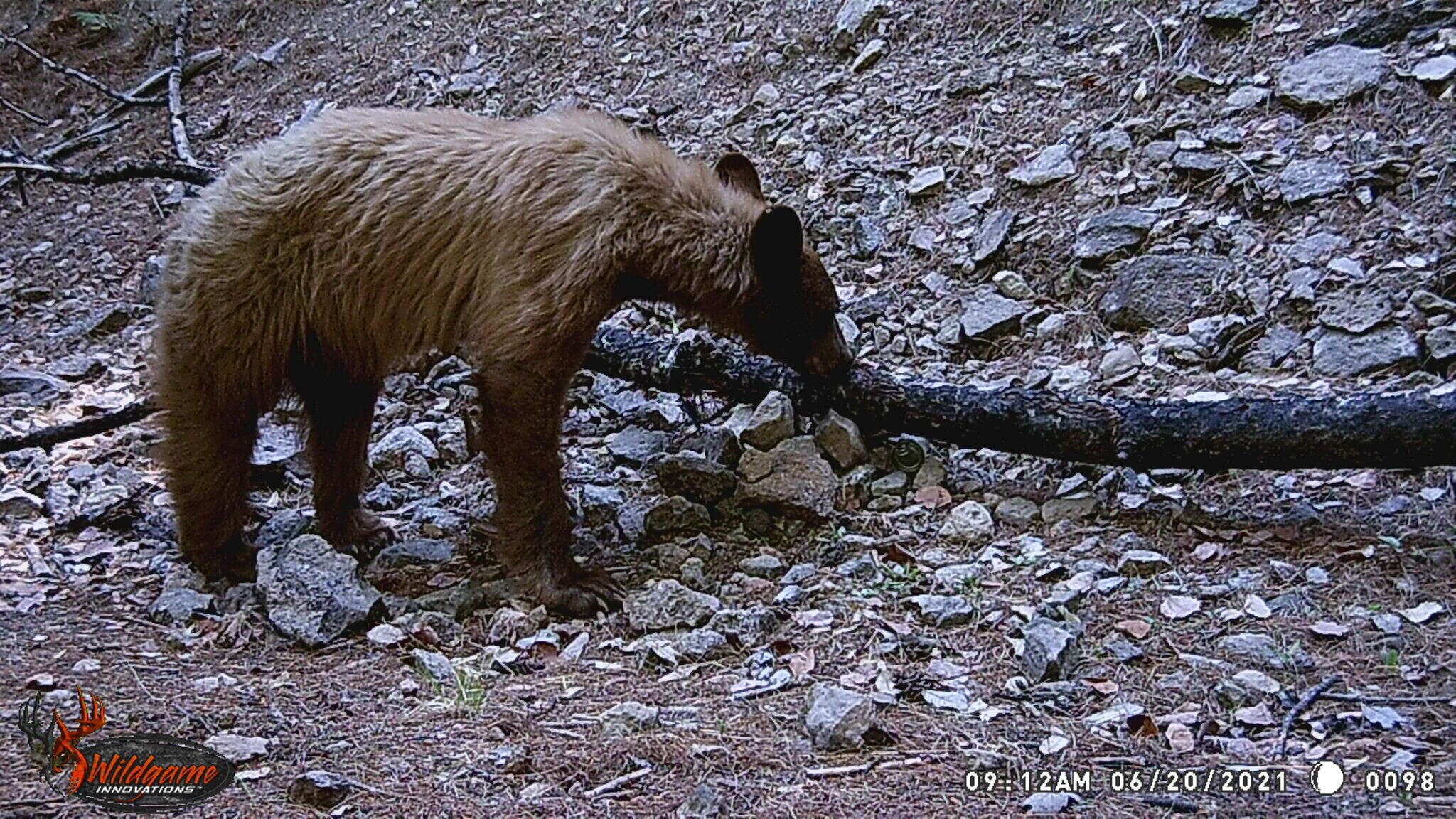 Image of Ursus americanus machetes Elliot 1903