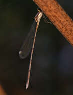 Слика од Lestes tenuatus Rambur 1842