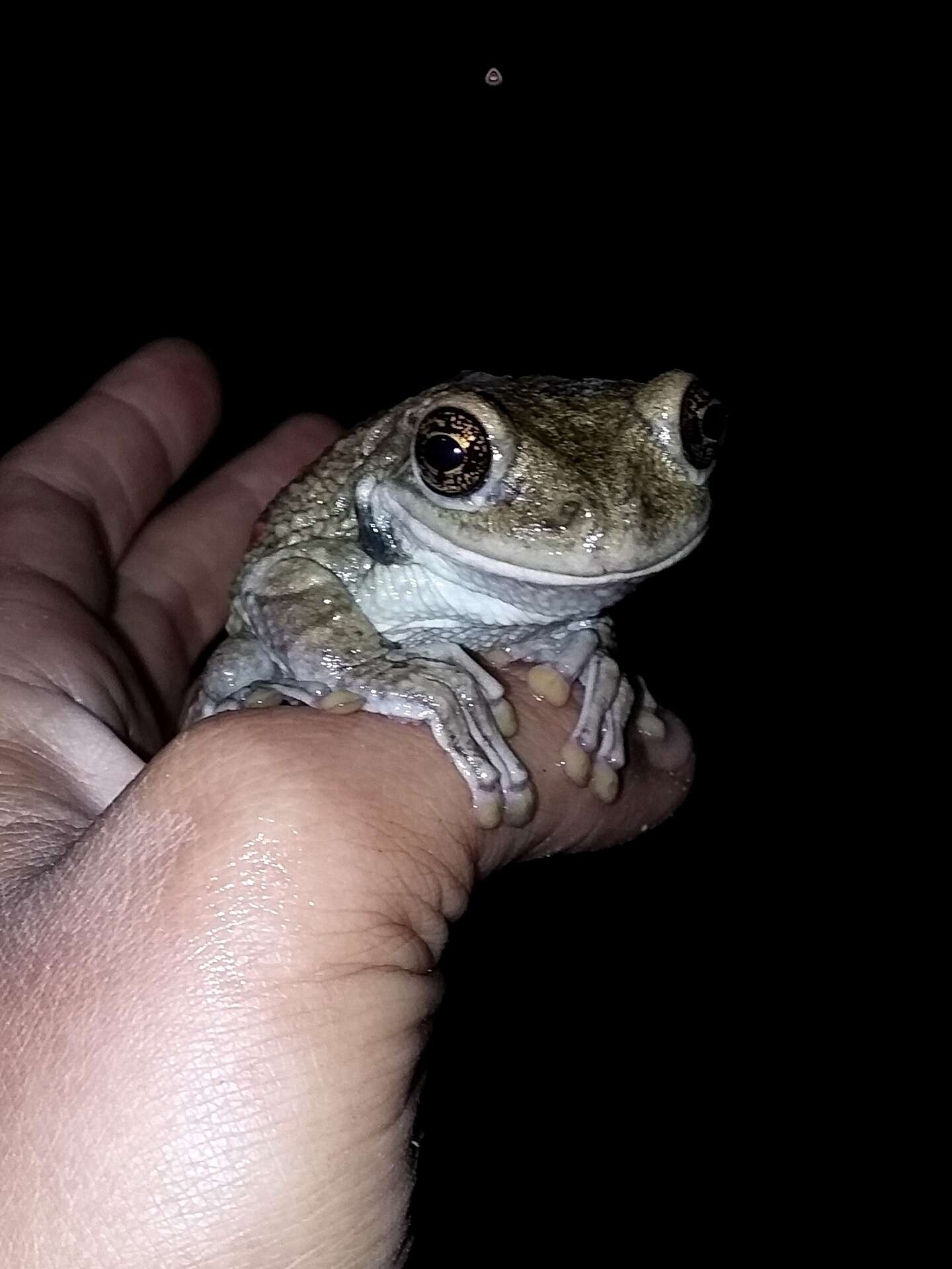 Image of Black-spotted Casque-headed Treefrog