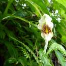 Impatiens urticifolia Wall. resmi