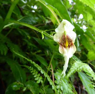 Impatiens urticifolia Wall. resmi