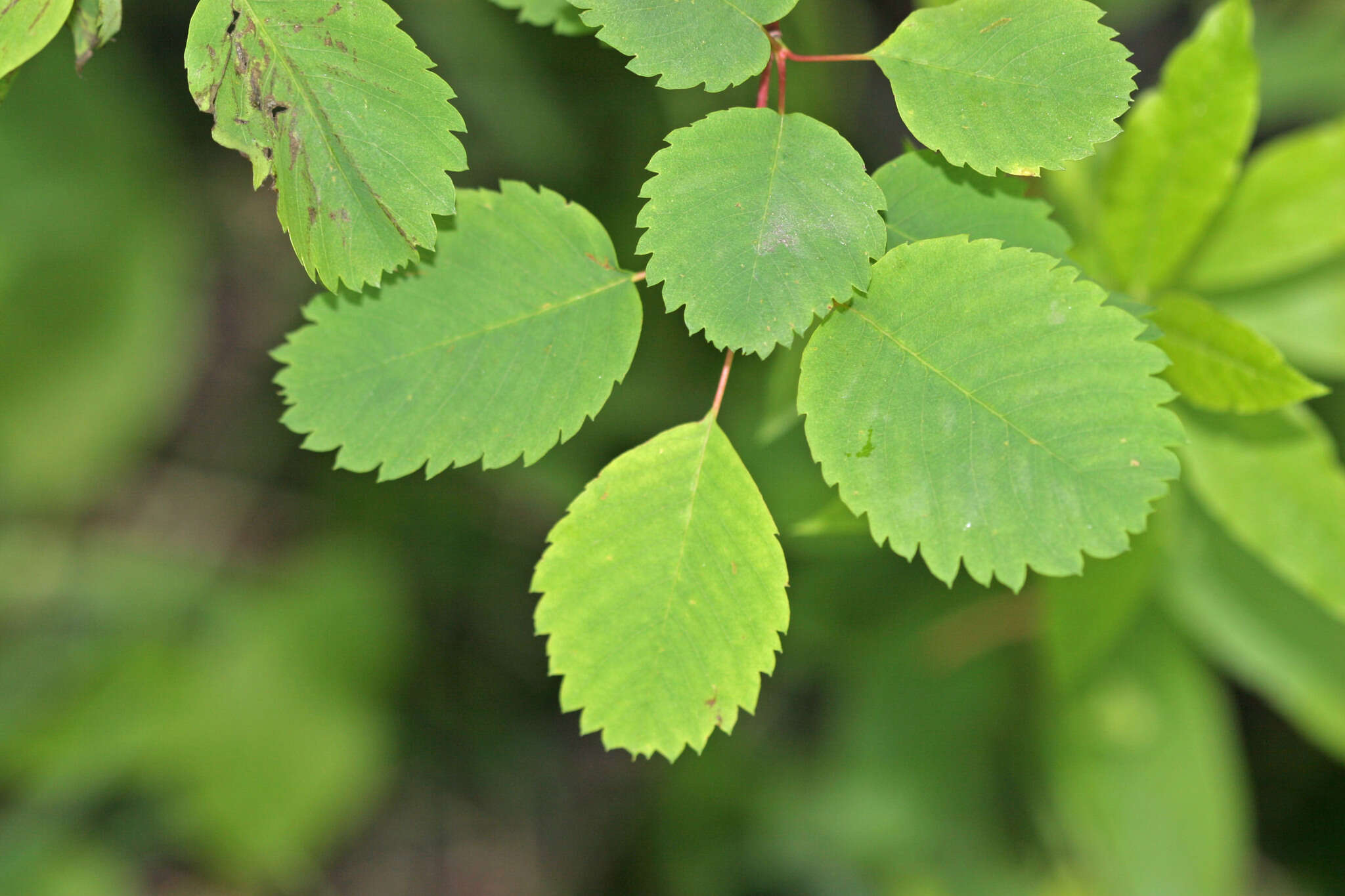 Слика од Amelanchier alnifolia subsp. alnifolia