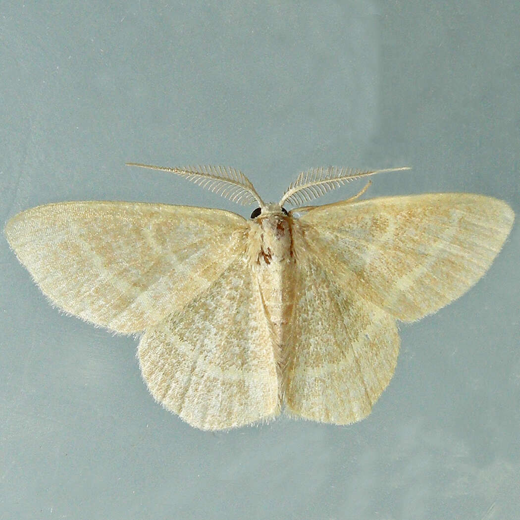 Image of Blackberry Looper Moth