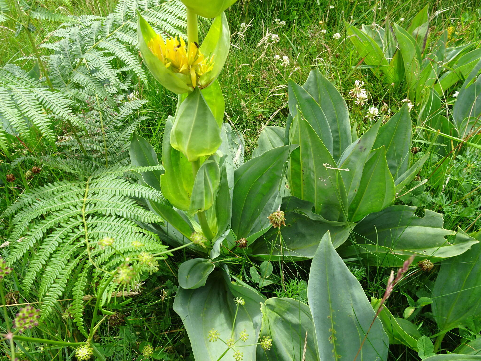 Image of bitter root