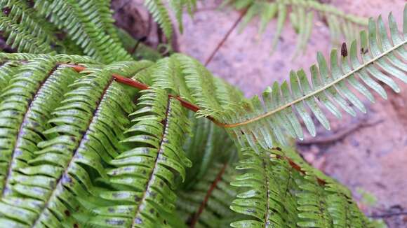 Image of Scrambling Fern