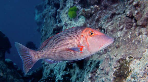 Sivun Lethrinus miniatus (Forster 1801) kuva