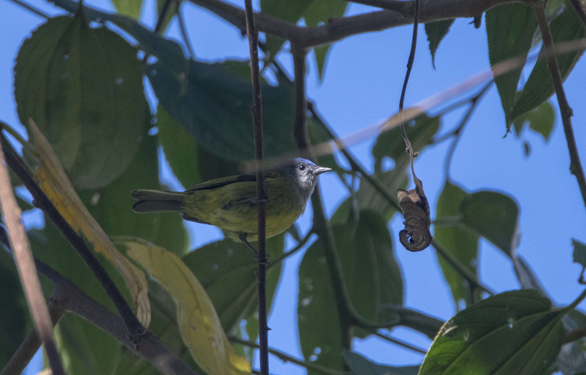 Image of Capped Conebill