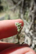 Image de Cryptantha scoparia A. Nels.