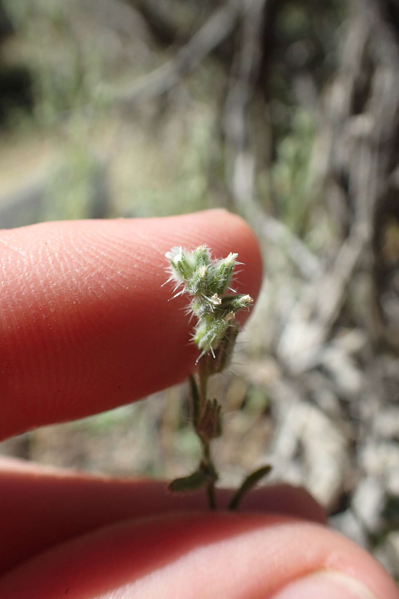 Image of Pinyon Desert cryptantha