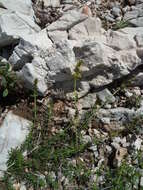 Image of Galium lucidum subsp. corrudifolium (Vill.) Bonnier