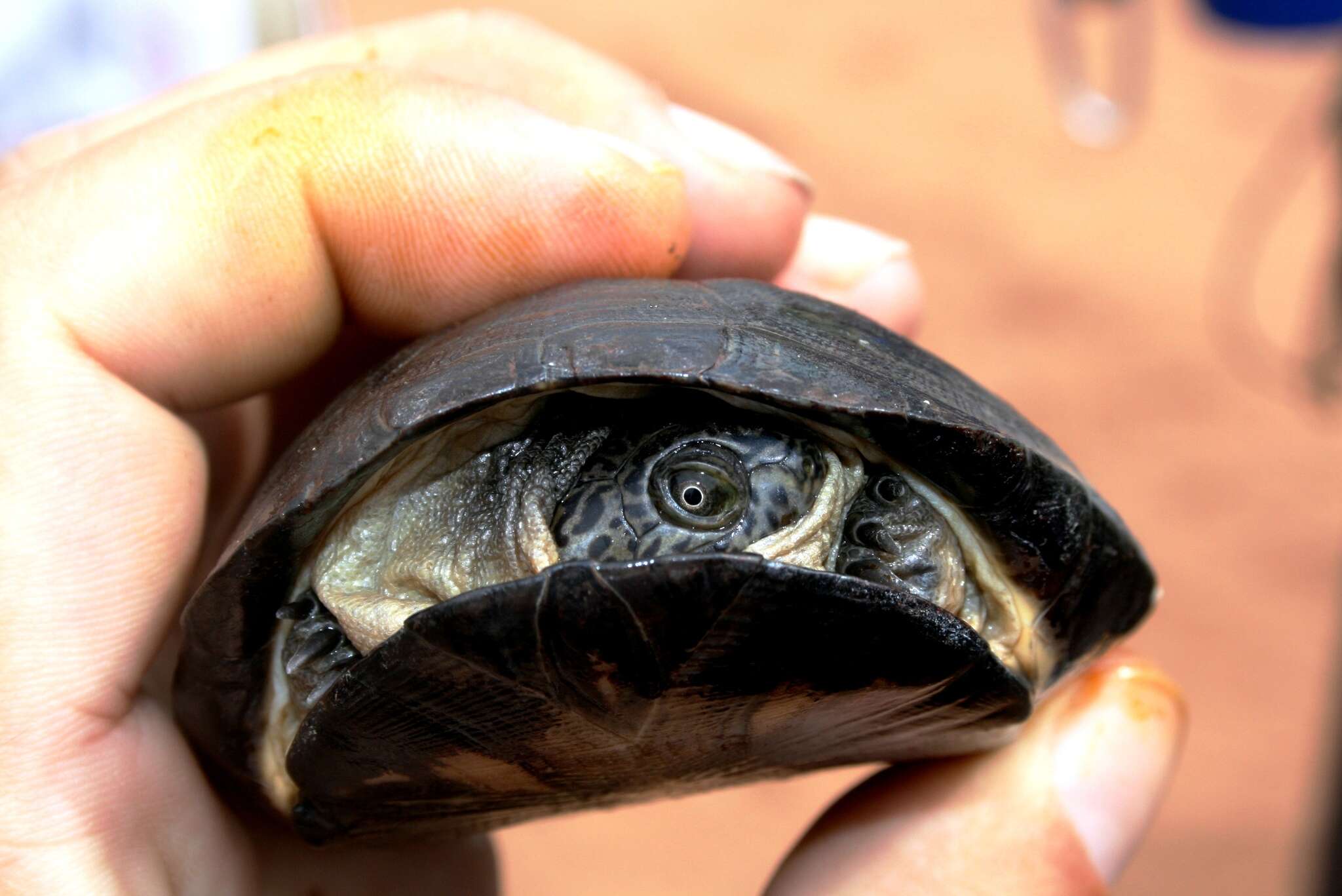 Image of West African mud turtle