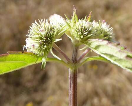 Imagem de Hyptis brevipes Poit.