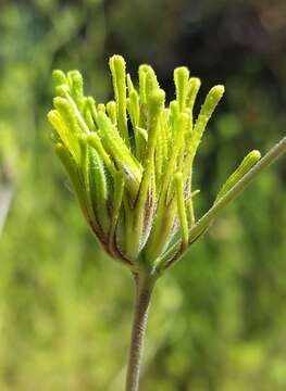 Image of stiffbranch bird's beak