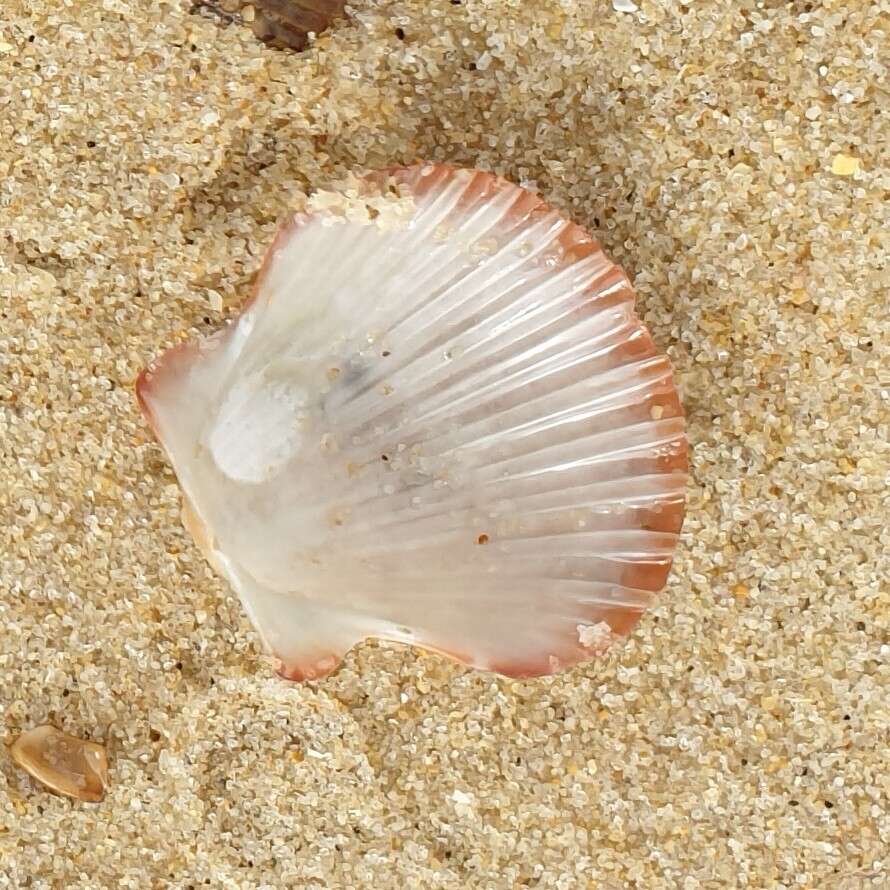 Image of Australian scallop