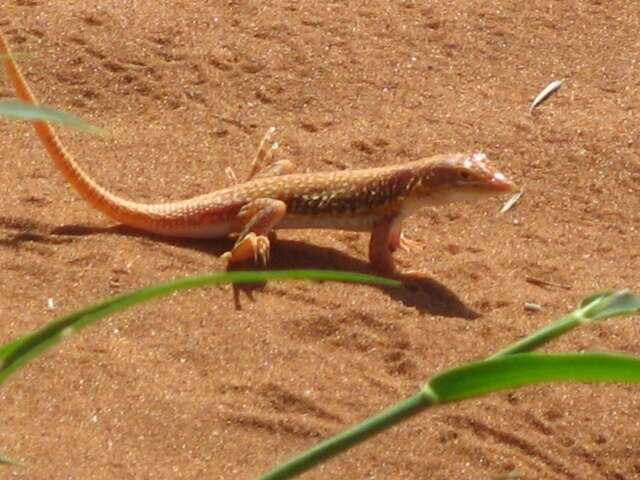 Image of Wedge-snouted Desert Lizard