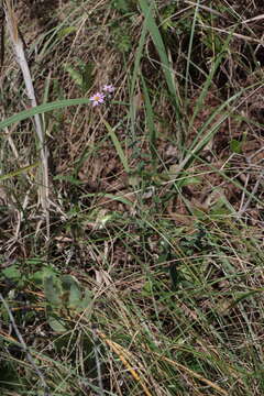 Imagem de Athrixia phylicoides DC.