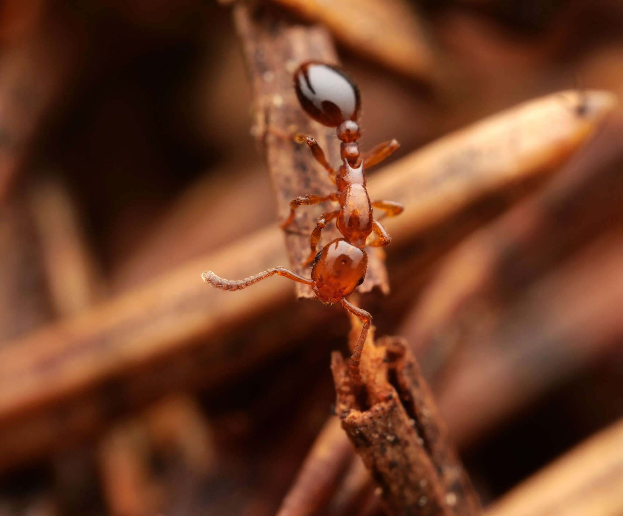 Image of Shining guest ant