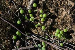 Image of Asterella palmeri (Austin) Underw.