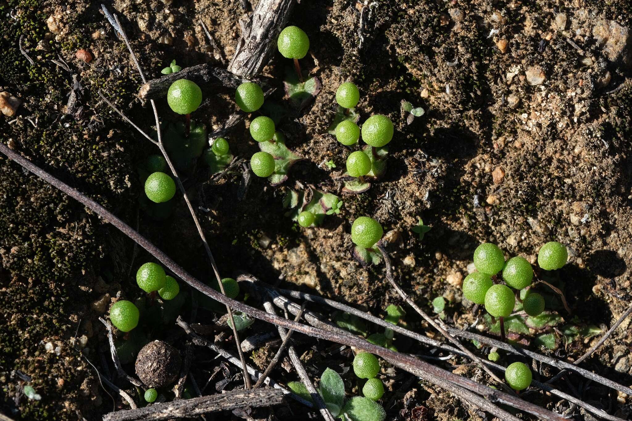 Image of Asterella palmeri (Austin) Underw.