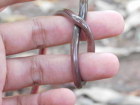 Image of Striped Blind Snake