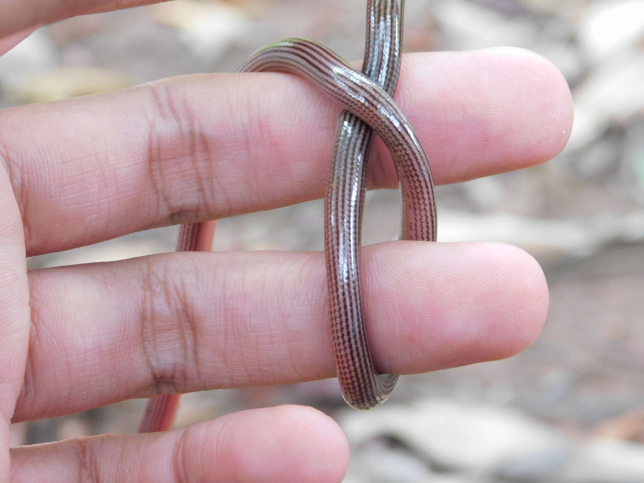 Image of Striped Blind Snake