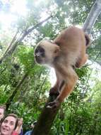 Image of Maranon white fronted capuchin