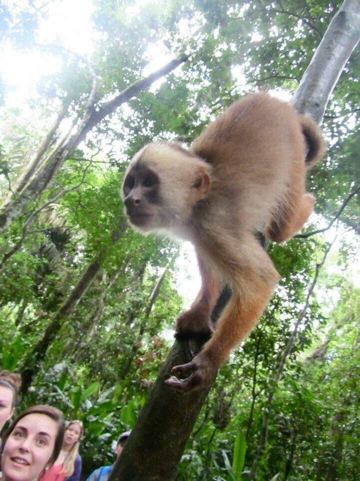 Image of Maranon white fronted capuchin