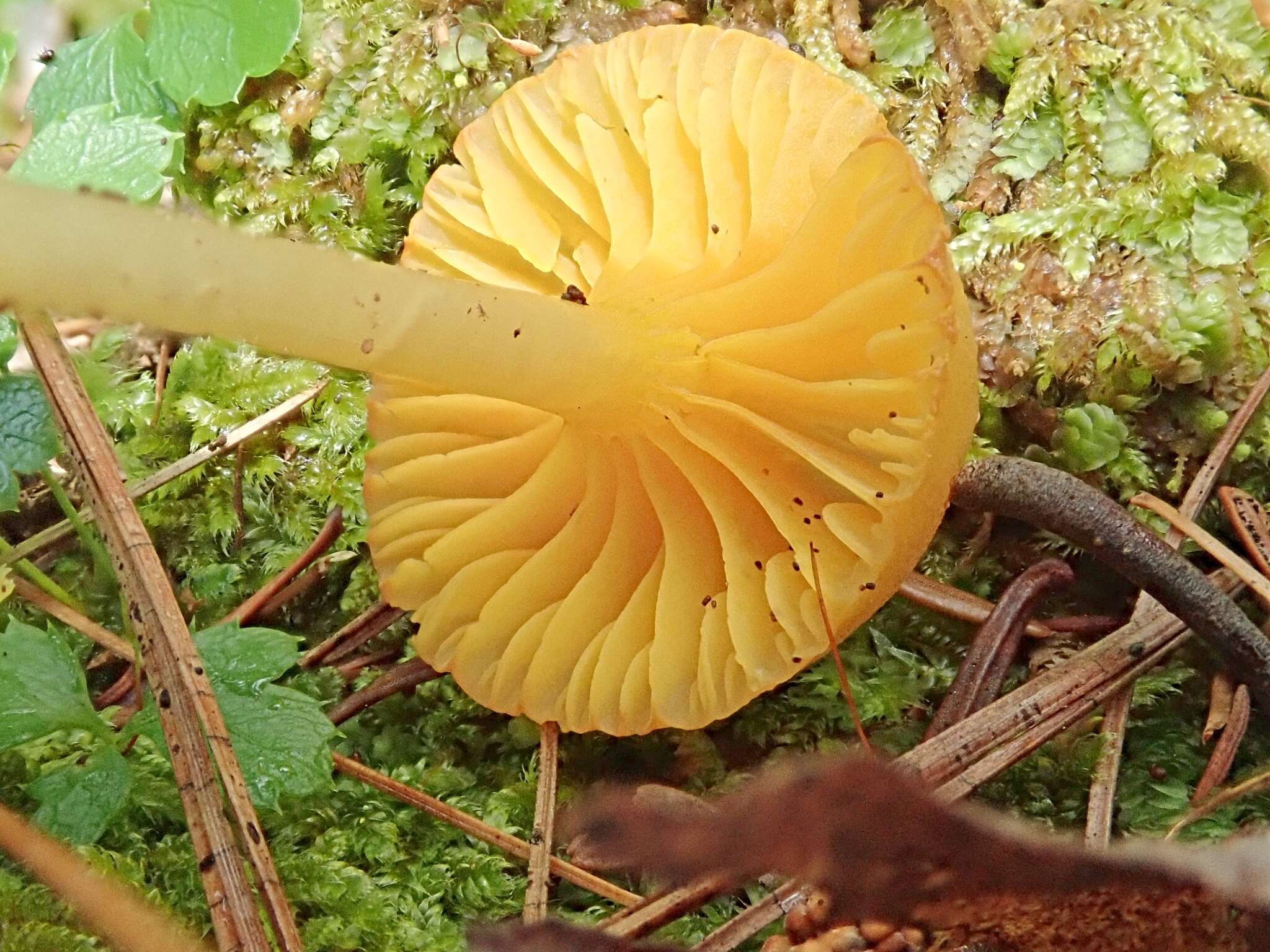 Hygrocybe chlorophana (Fr.) Wünsche 1877 resmi