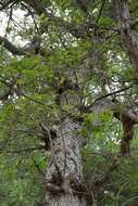 Sivun Quercus sinuata var. breviloba (Torr.) C. H. Mull. kuva