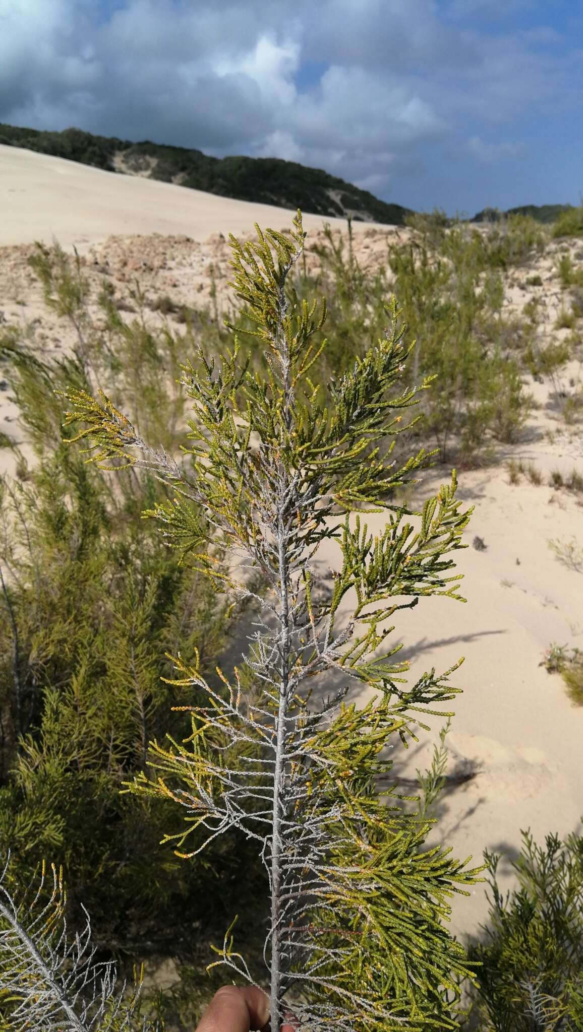 Image of Passerina rigida Wikstr.