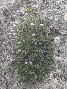 Sivun Globularia spinosa L. kuva