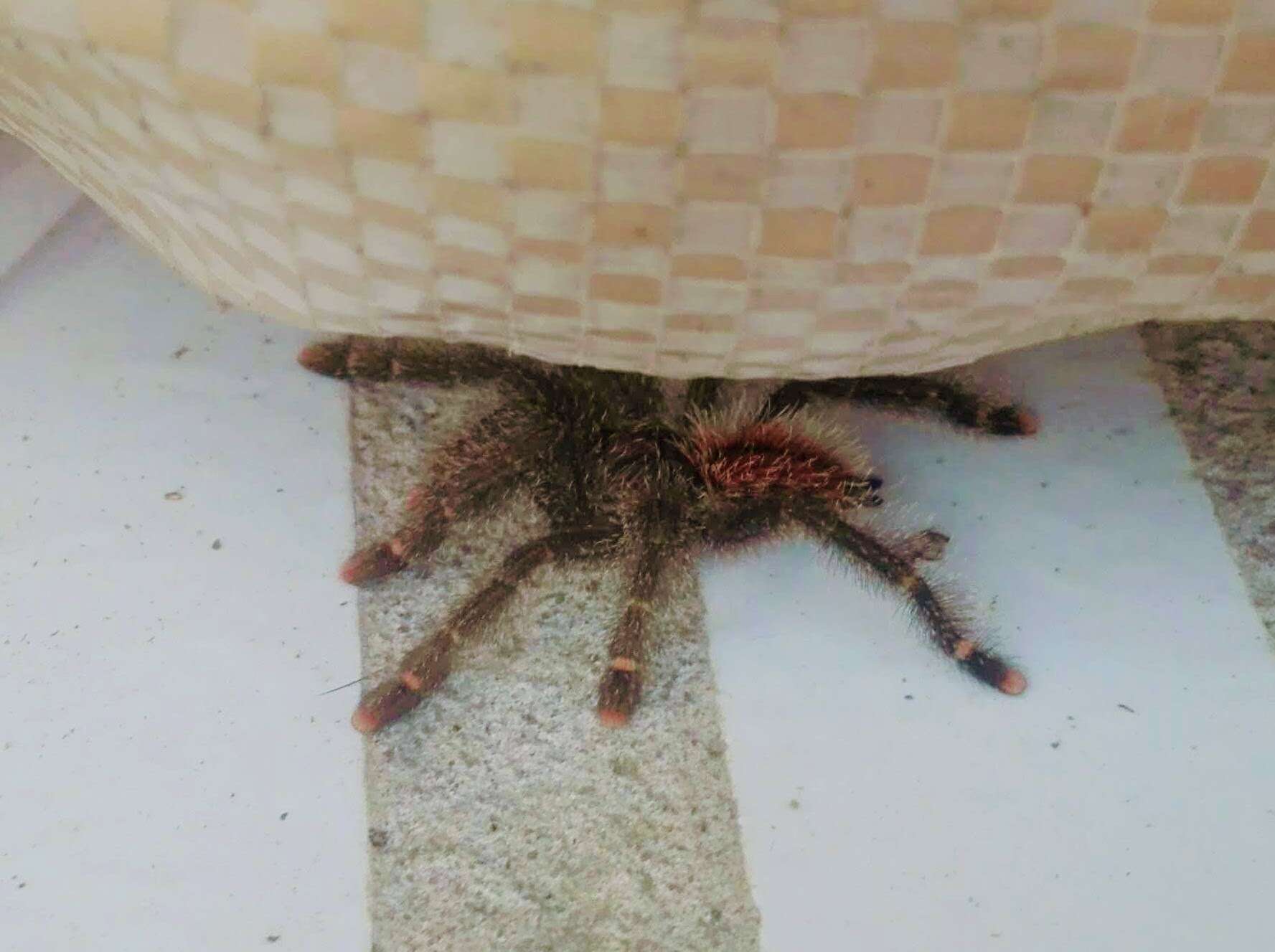 Image of Avicularia hirschii Bullmer, Thierer-Lutz & Schmidt 2006