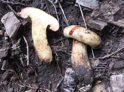 Image of Paxillus obscurisporus C. Hahn 1999