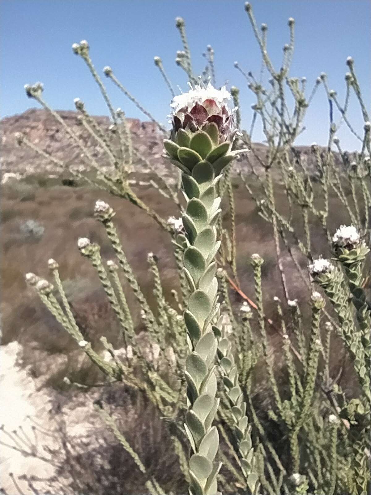 Image of Leucadendron concavum I. Williams