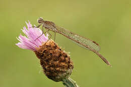 Image of Centaurea jacea subsp. jacea