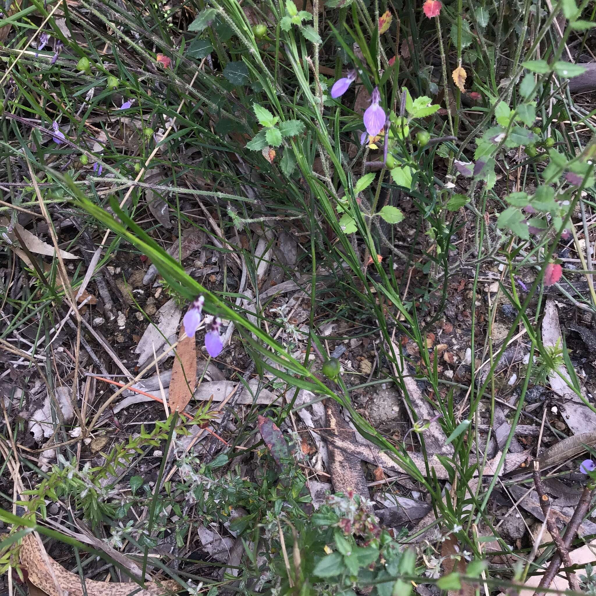 Pigea vernonii (F. Muell.) P. I. Forst. resmi