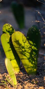 Image of Haemanthus amarylloides subsp. polyanthus Snijman