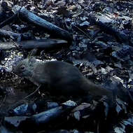 Image of Japanese Squirrel