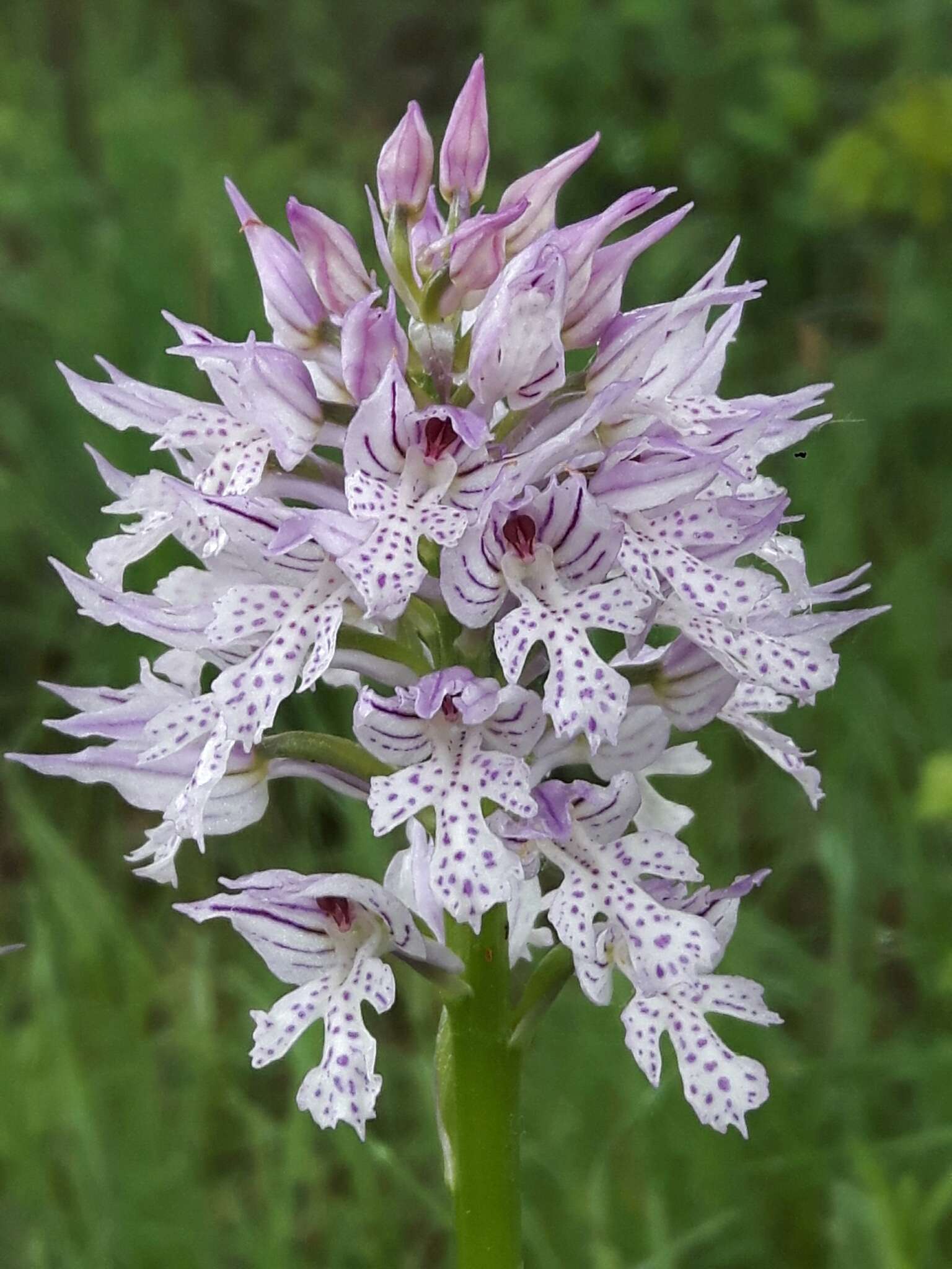 Image of Three-toothed orchid