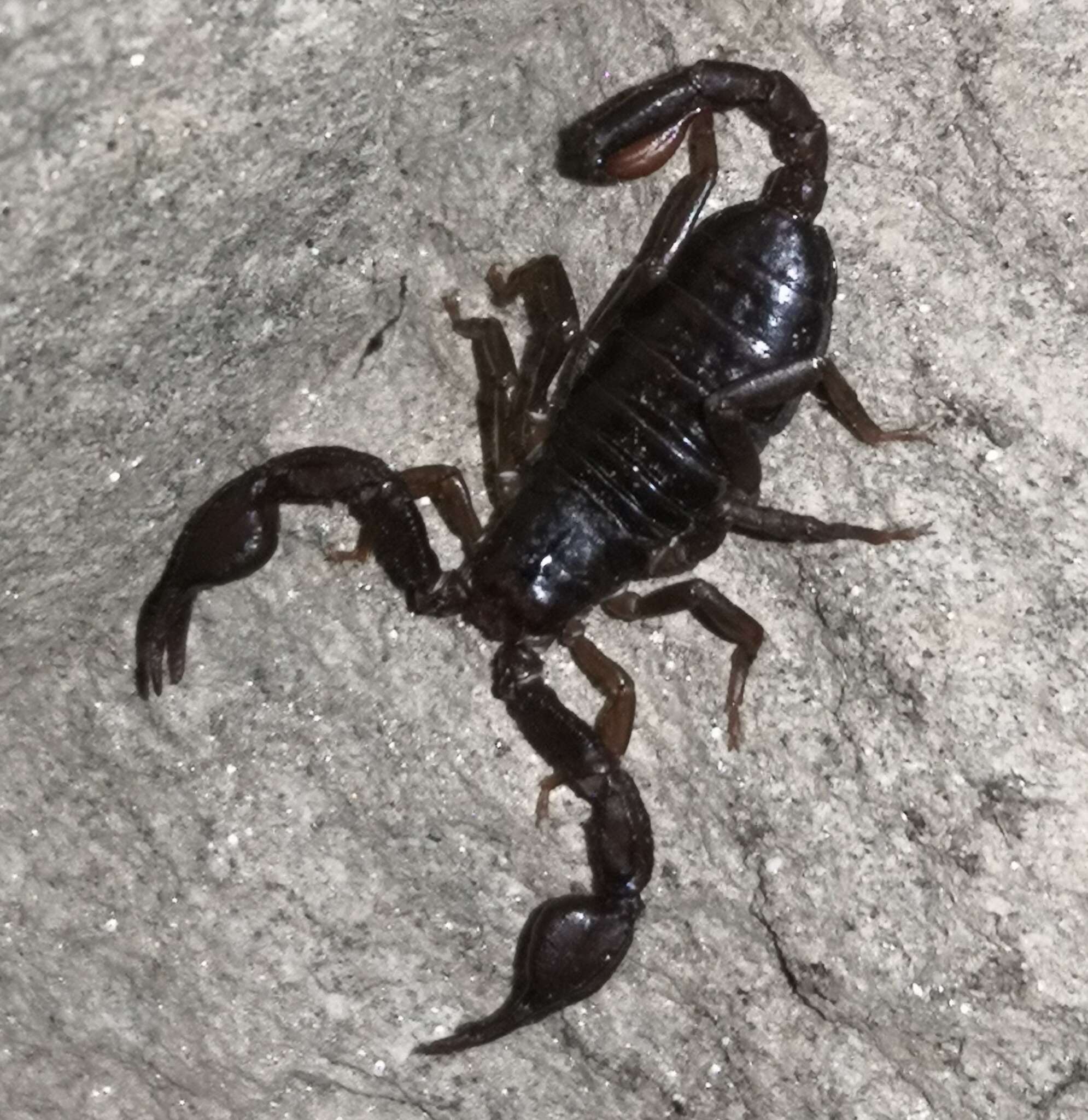 Euscorpius alpha Caporiaco 1950 resmi