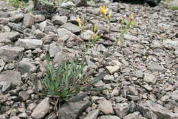 Image of Chondrilla chondrilloides (Ard.) Karsten