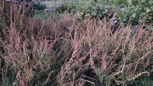 Image of Amaranthus quitensis Kunth